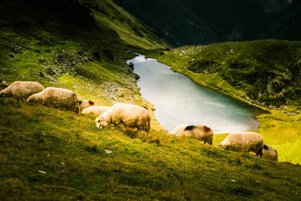 Koyun otlatma Karpat Dağları güzel manzara