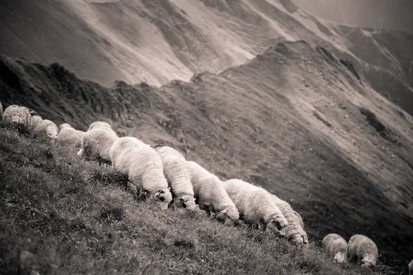 Prachtige landschap van schapen grazen in de Karpaten — Stockfoto