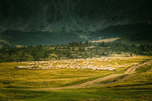 Красивый пейзаж выпаса овец в Карпатах — стоковое фото