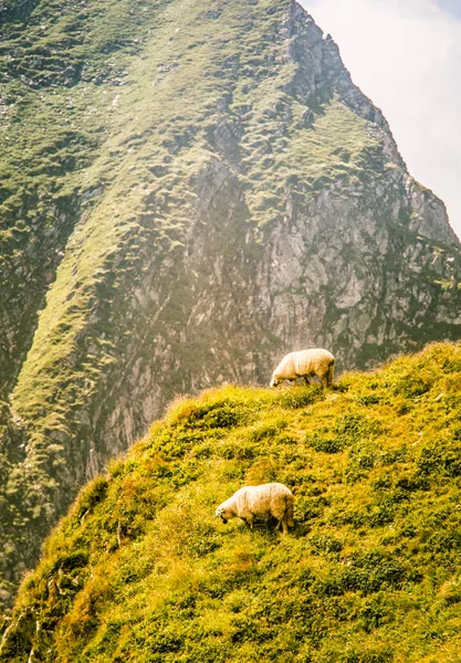 Hermoso paisaje de ovejas pastando en las montañas Cárpatos — Foto de Stock