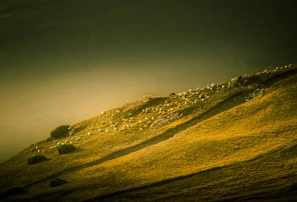 Красивый пейзаж выпаса овец в Карпатах — стоковое фото