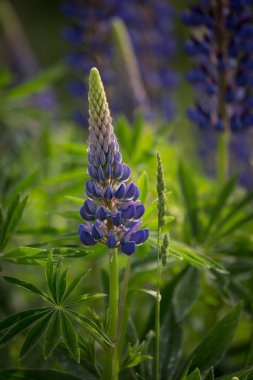 Pembe ve mor lupines doğal ortamlarında yaz aylarında çiçek açan