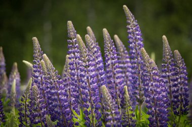 Pembe ve mor lupines doğal ortamlarında yaz aylarında çiçek açan