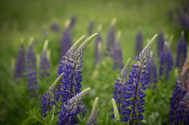 Pembe ve mor lupines doğal ortamlarında yaz aylarında çiçek açan