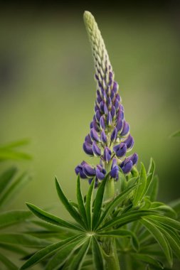 Pembe ve mor lupines doğal ortamlarında yaz aylarında çiçek açan