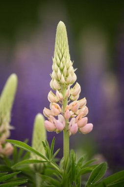 Pembe ve mor lupines doğal ortamlarında yaz aylarında çiçek açan