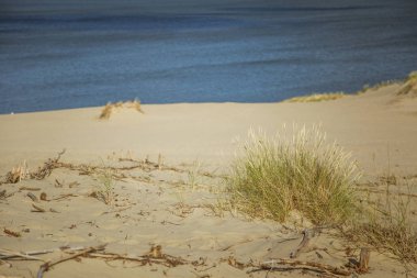 Bir güzel kumulları bir Neringa Milli Parkı'nda. Seyahat fotoğraf