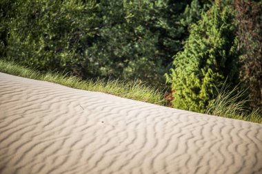 Bir güzel kumulları bir Neringa Milli Parkı'nda. Seyahat fotoğraf