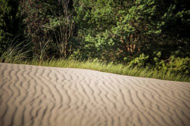Bir güzel kumulları bir Neringa Milli Parkı'nda. Seyahat fotoğraf