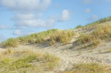 Bir güzel kumulları bir Neringa Milli Parkı'nda. Seyahat fotoğraf