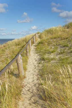 Bir güzel kumulları bir Neringa Milli Parkı'nda. Seyahat fotoğraf