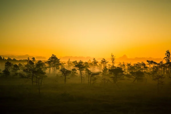 Un hermoso, colorido, paisaje artístico de un pantano al amanecer en otoño . — Foto de Stock