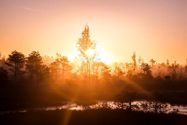 Uma paisagem bonita, colorida e artística de um pântano ao nascer do sol no outono . — Fotografia de Stock