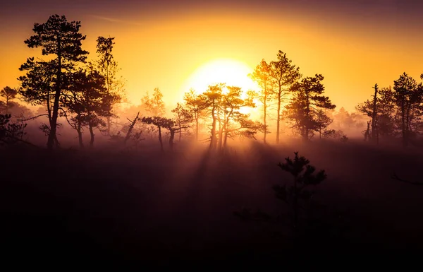 Un hermoso, colorido, paisaje artístico de un pantano al amanecer en otoño . — Foto de Stock