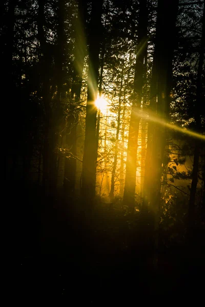 Uma paisagem bonita, colorida e artística de um pântano ao nascer do sol no outono . — Fotografia de Stock