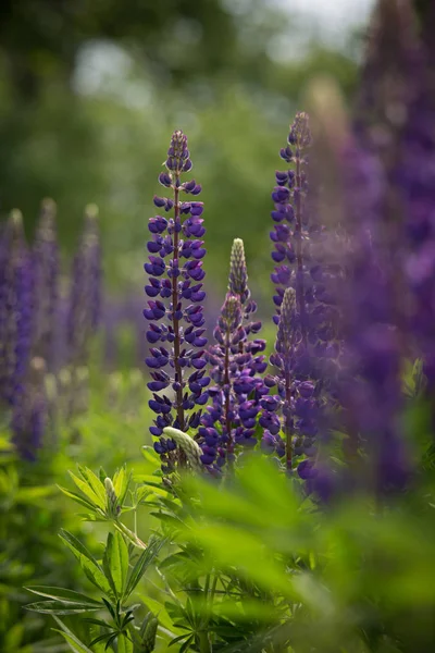 Pembe ve mor lupines doğal ortamlarında yaz aylarında çiçek açan — Stok fotoğraf