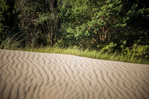 Bir güzel kumulları bir Neringa Milli Parkı'nda. Seyahat fotoğraf