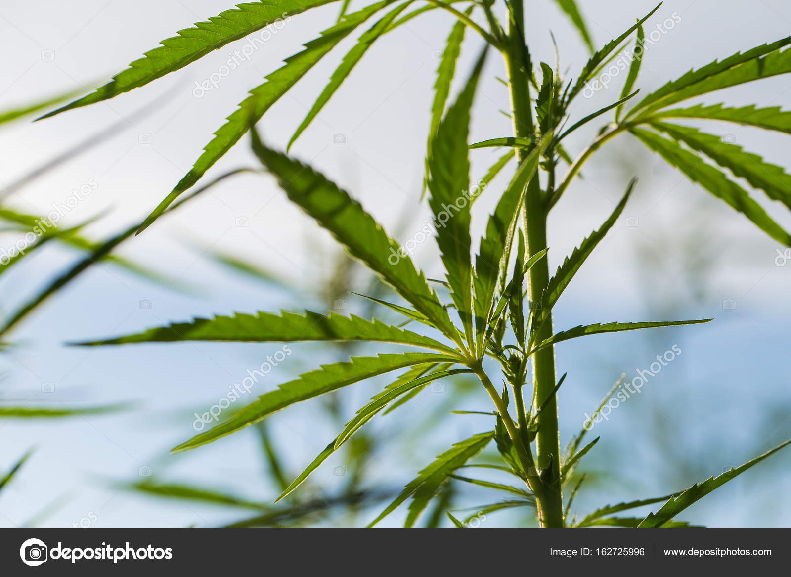 Eine Schone Cannabis Im Garten Wachst Hanf Blatter Nahaufnahme