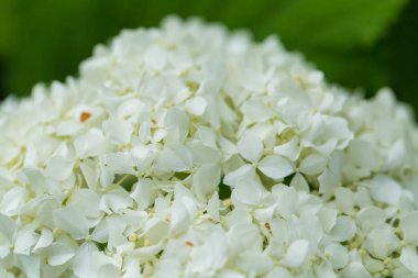 Güzel beyaz çiçeklerin bahçede büyüyen. Canlı yaz sahne.