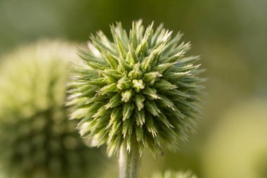 Günbatımı ışığı güzel dekoratif thistle kafasına. Alan closeup fotoğraf sığ derinliği. Düşük akşam ışık patlamaları ile.