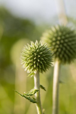 Günbatımı ışığı güzel dekoratif thistle kafasına. Alan closeup fotoğraf sığ derinliği. Düşük akşam ışık patlamaları ile.