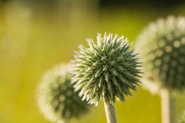 Günbatımı ışığı güzel dekoratif thistle kafasına. Alan closeup fotoğraf sığ derinliği. Düşük akşam ışık patlamaları ile.