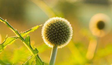 Günbatımı ışığı güzel dekoratif thistle kafasına. Alan closeup fotoğraf sığ derinliği. Düşük akşam ışık patlamaları ile.
