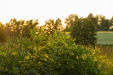 Günbatımı ışığı güzel dekoratif thistle kafasına. Alan closeup fotoğraf sığ derinliği. Düşük akşam ışık patlamaları ile.