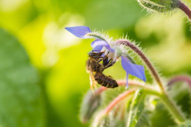 Güzel starflower tomurcukları ve akşam güneşi çiçeklenir. Canlı yaz toplayan bir Bahçe.