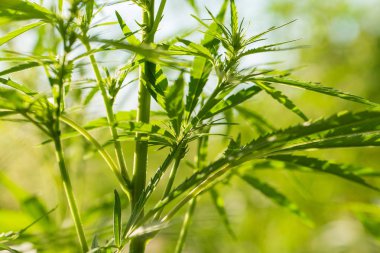 Bahçede büyüyen güzel bir esrar. Kenevir closeup bırakır.