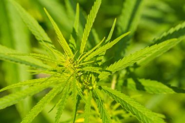 Bahçede büyüyen güzel bir esrar. Kenevir closeup bırakır.