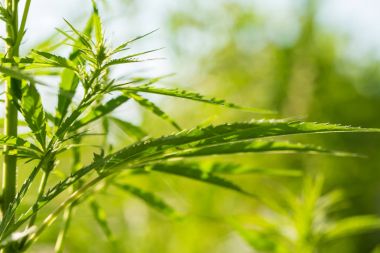 Bahçede büyüyen güzel bir esrar. Kenevir closeup bırakır.