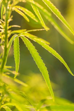 Bahçede büyüyen güzel bir esrar. Kenevir closeup bırakır.