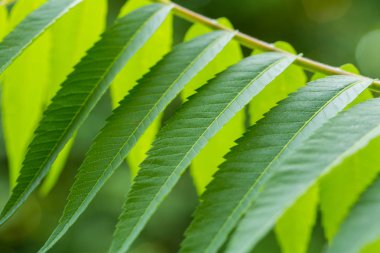 Güzel yeşil taze bahçede büyüyen bırakır. Yaz aylarında portre.