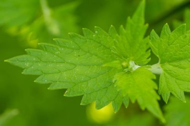 Yaz bahçede büyüyen bir güzel taze nane. Ferahlatıcı bir çay için madde.