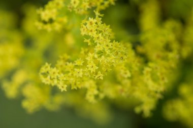 Güzel alchemilla vulgaris bahçede çiçek açmış. Ortak Bayan Manto çiçekler.