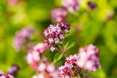 Çay için hazır bir bahçe güzel kekik çiçeklenir. Et için iyi baharat. Canlı yaz bahçesi.