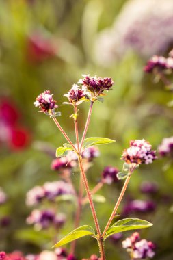 Çay için hazır bir bahçe güzel kekik çiçeklenir. Et için iyi baharat. Canlı yaz bahçesi.