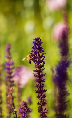 Bir bahçe bir güzel mor ada çayı nemorosa çiçekler. Çiçek portre.
