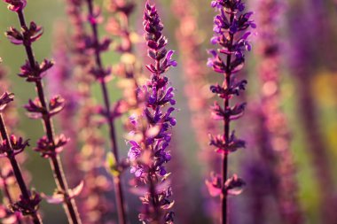 Bir bahçe bir güzel mor ada çayı nemorosa çiçekler. Çiçek portre.