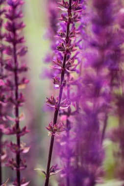 Bir bahçe bir güzel mor ada çayı nemorosa çiçekler. Çiçek portre.