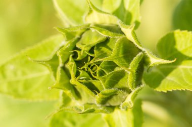 Bir güzel yeşil ayçiçeği çiçeği yaz bahçede açmaya hazır. 