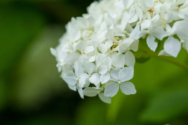 Beautiful white flowers growing in the garden. Vibrant summer scenery. — Stock Photo, Image