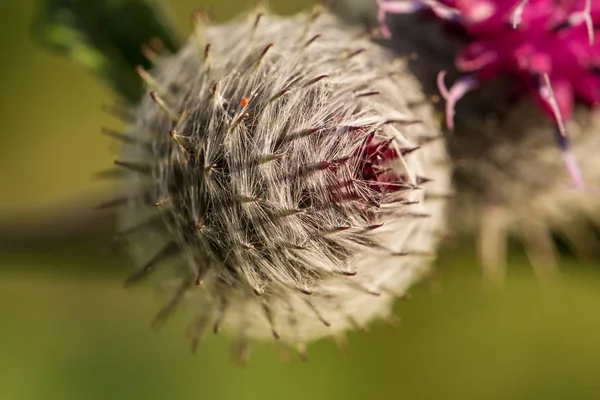 Beautiful thistle heads in the summer light. Thistle growing in the garden. — Stock Photo, Image