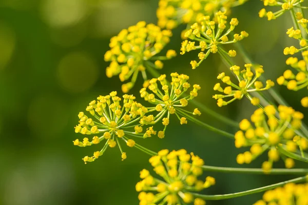 Bright dill flower closeup. Dills flowering in the garden in summer. Good spice for food.