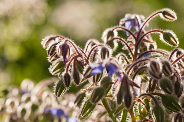 Beautiful starflower buds and flowers in the evening sun. Vibrant summer scenery of a garden. — Stock Photo, Image