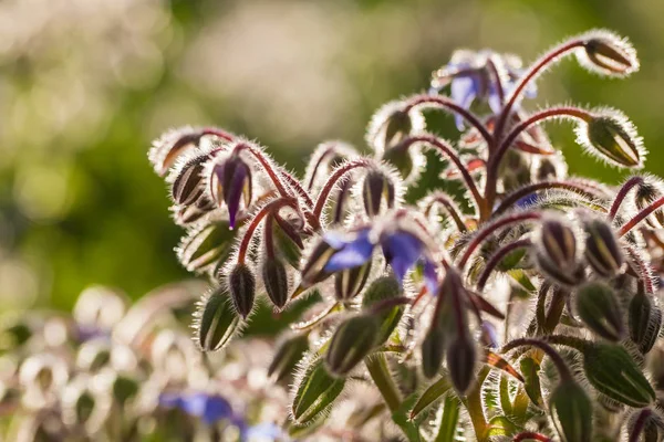 Beaux bourgeons d'étoiles et fleurs dans le soleil du soir. Paysage estival animé d'un jardin . — Photo