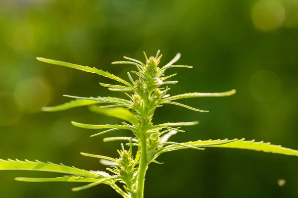 Een mooie cannabis kweken in de tuin. Hennep verlaat closeup. — Stockfoto