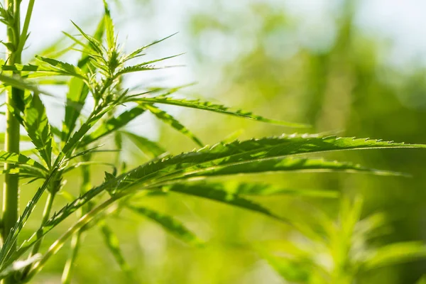 Bahçede büyüyen güzel bir esrar. Kenevir closeup bırakır.