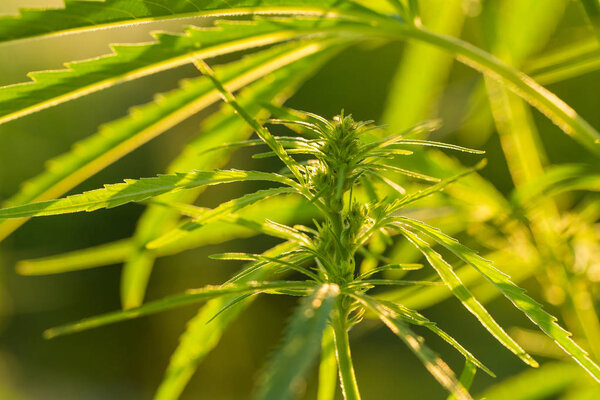 A beautiful cannabis growing in the garden. Hemp leaves closeup.